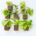 LaLaGreen 8 Pack Wooden Wall Planter Boxes