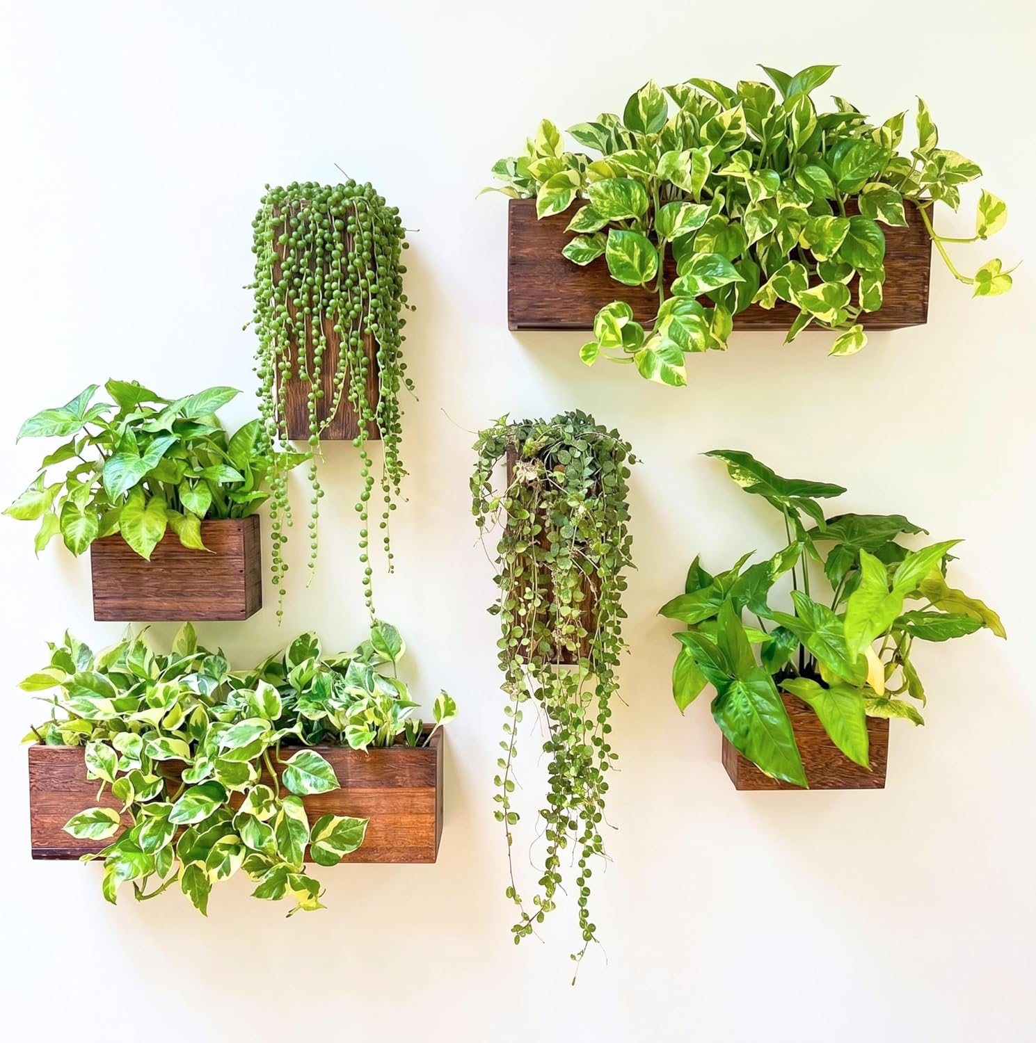 LaLaGreen 6 Pack Wooden Wall Planter Boxes